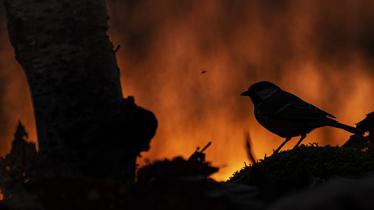 armando bottelli 6 _ Varese _ Trasformazioni Del Territorio  L'incendio Questa Cincia fotografata presso il Parco del Campo dei 