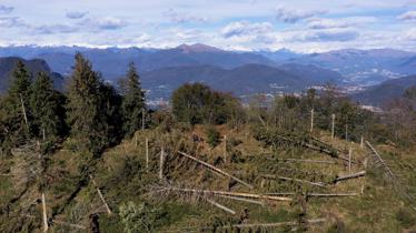 marco corso 2 _ Varese _ Trasformazioni Del Territorio  alberi come grissini Alberi spezzati come fossero grissini